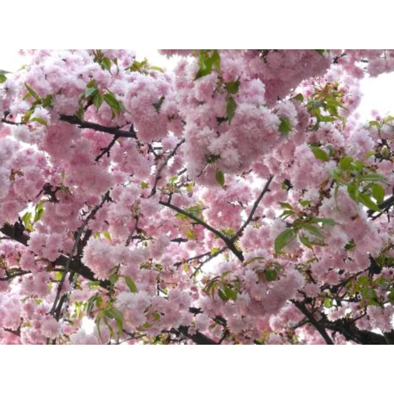 Hobbywing Seaking P…