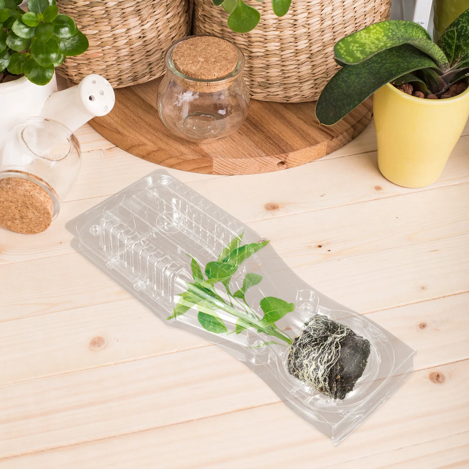 10個入り-生きた植物輸送ボックス-通気性プラスチック製-クラムシェル型苗運搬容器-輸送コンテナ-チリ苗輸送用