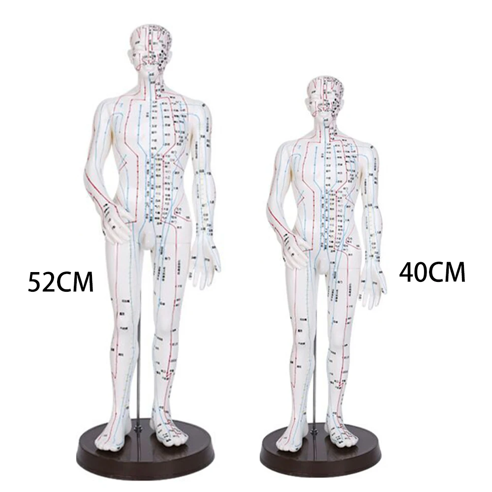 40CM/52CM Chinese Medicine Man/Woman Meridians Model Human Body Acupuncture Model Teaching Medical Education Appliances 2Color