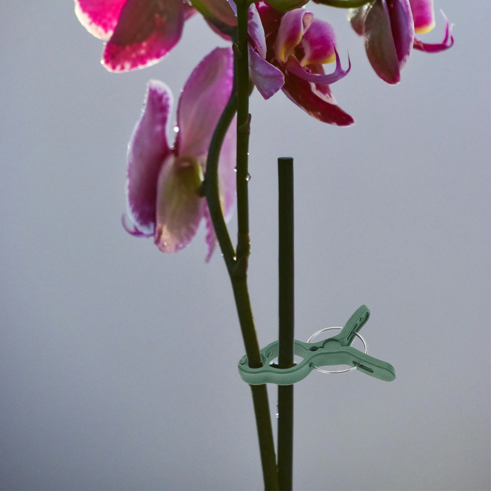 

50pcs Garden Plant Vine Stem Clamps Flower Support Plastic Garden Supplies For Climbing Plants Trellis Clips Orchid Support