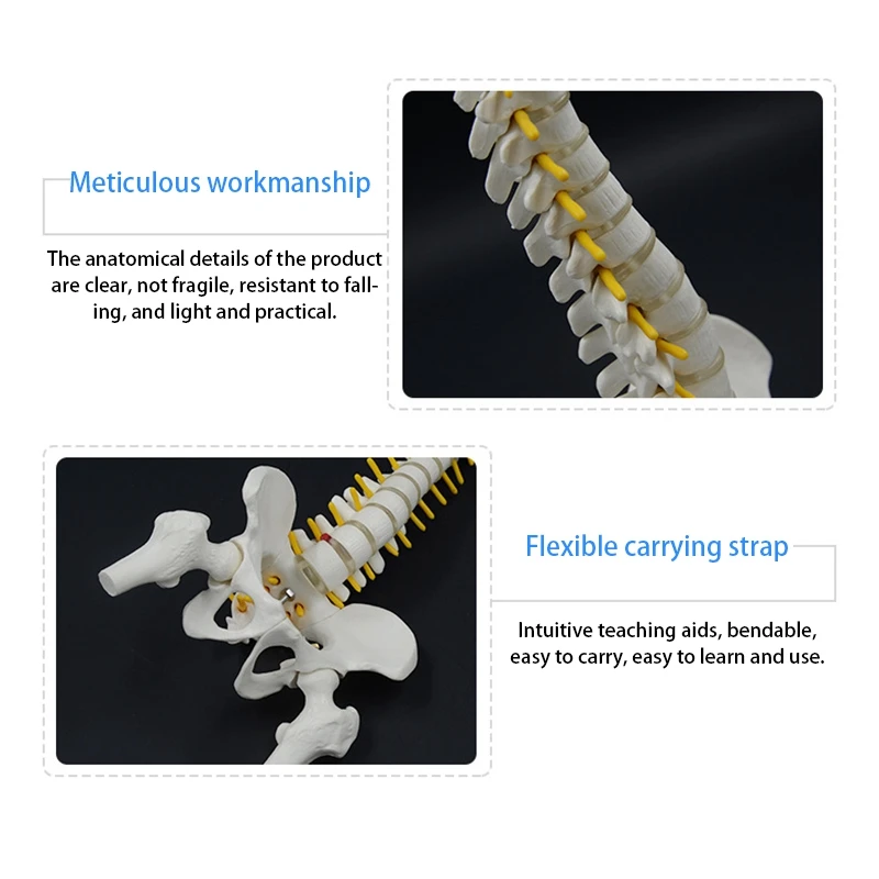 

A06RP 45CM Human Spine with Pelvic Model Human Anatomical Anatomy Spine Model Spinal Column Model+Stand Fexible