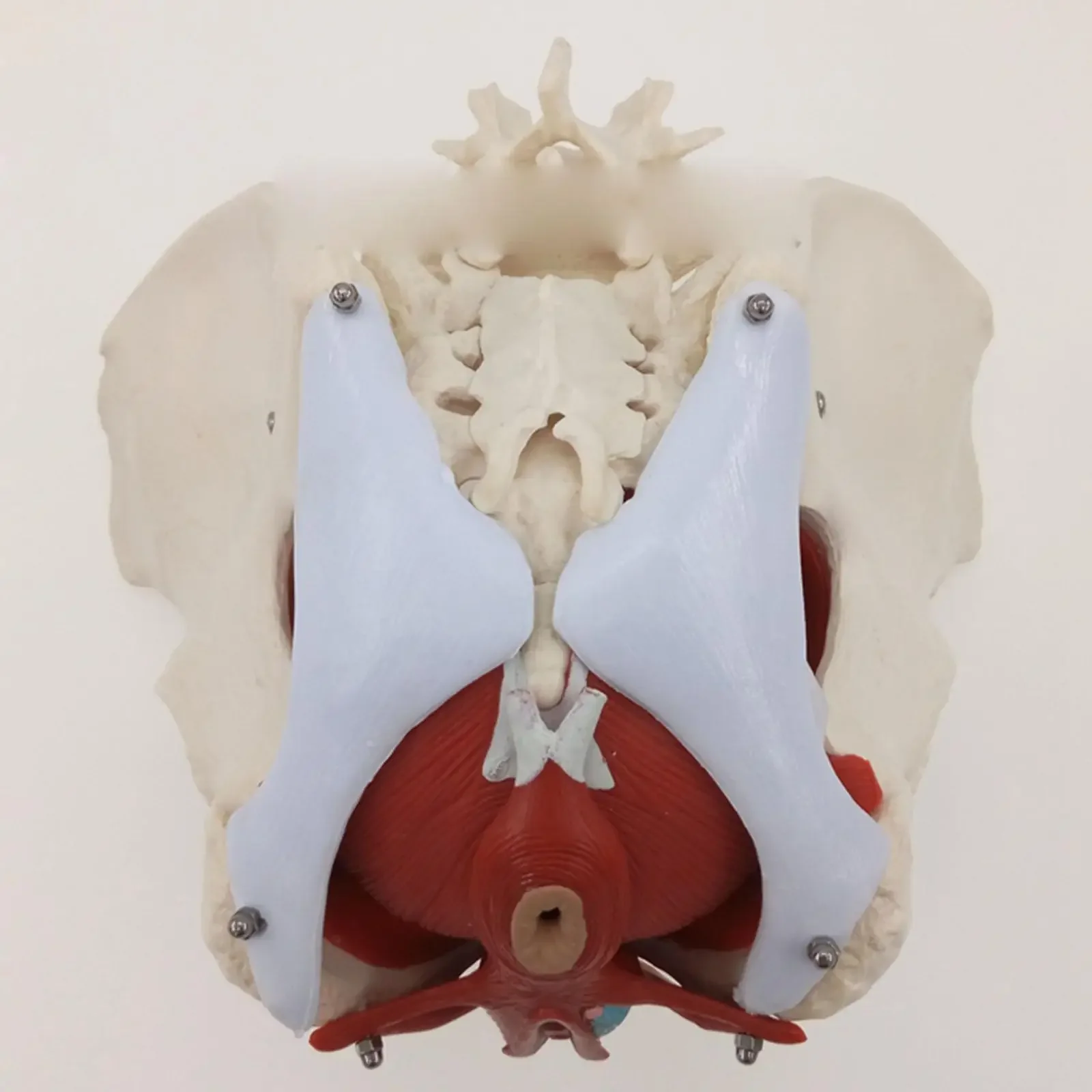 modelo-anatomico-medico-de-la-pelvis-femenina-del-pvc-con-la-rehabilitacion-muscular-de-los-organos-extraibles