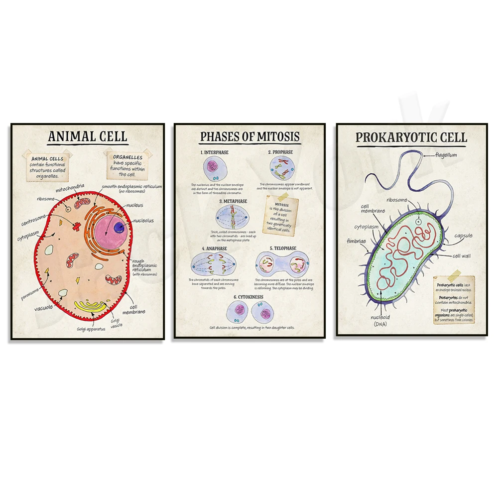 (2D Canvas Painting)  DNA cell function, aerobic respiration cells, mitosis phase cells, animals, plants, cell cell structure