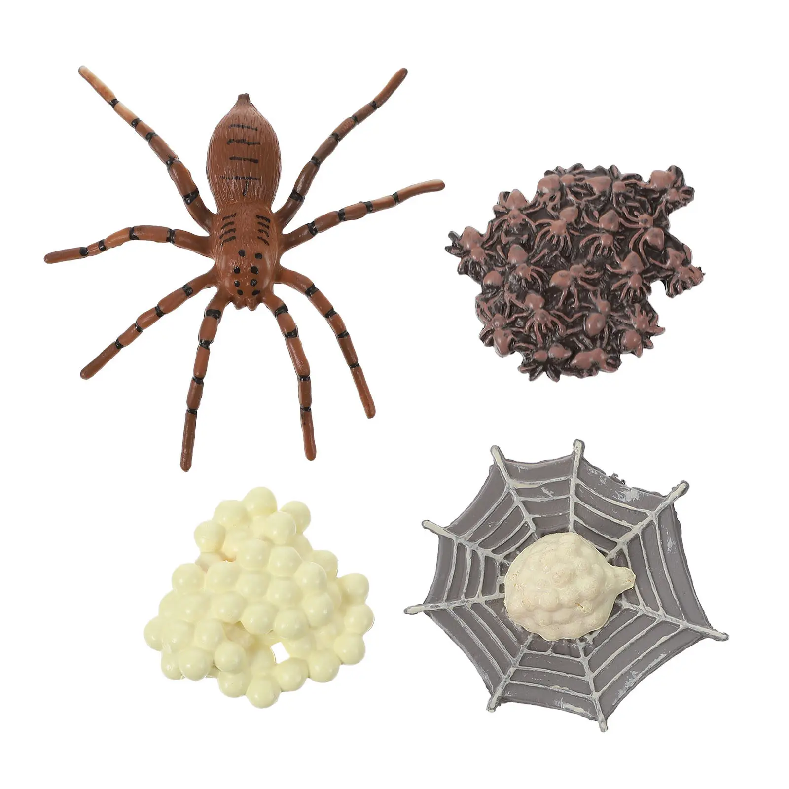 1Set Spider Growth Cycle Educational Display Set Premium Realistic Arthropod Evolution Animal Enlightenment Decoration for Kids