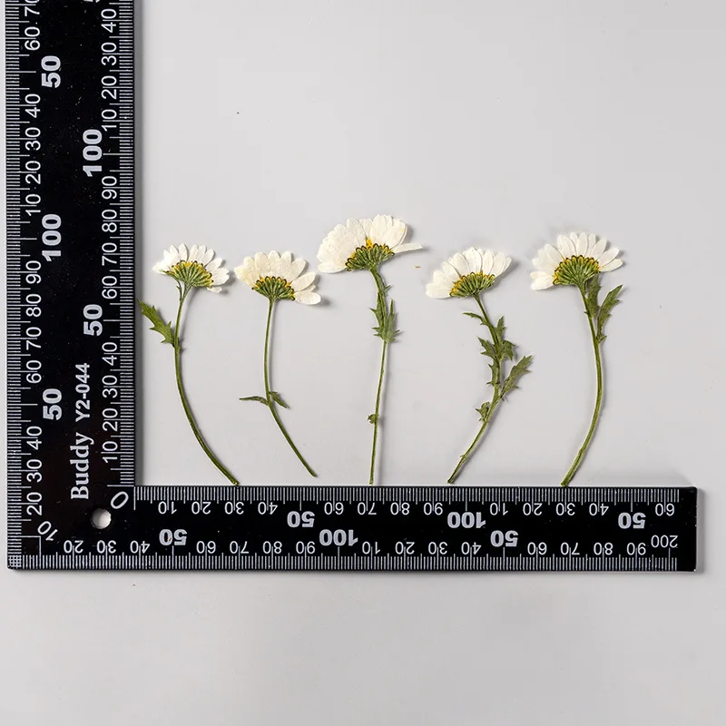 5-8cm/24 Stück, Seitlich Gepresste Kristallchrysantheme mit Zweig, Getrocknete Blumen DIY Handgemachte Aufkleber Fotorahmen Lesezeichen Geschenkkarten-Deko – Detail 11