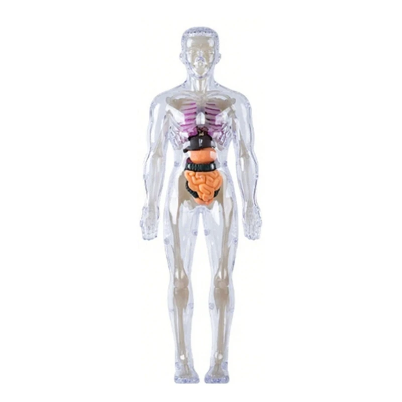 Clear Plastic Human Skeleton Model With Removable Organs And Muscles For Child