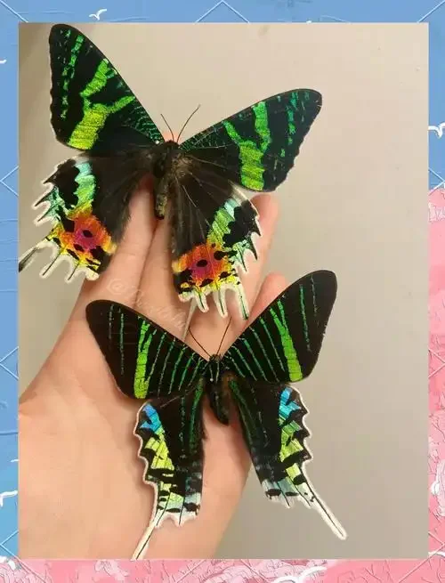 2 PCS natural Real Butterflies Specimen (Sun Moth and Moon Moth）