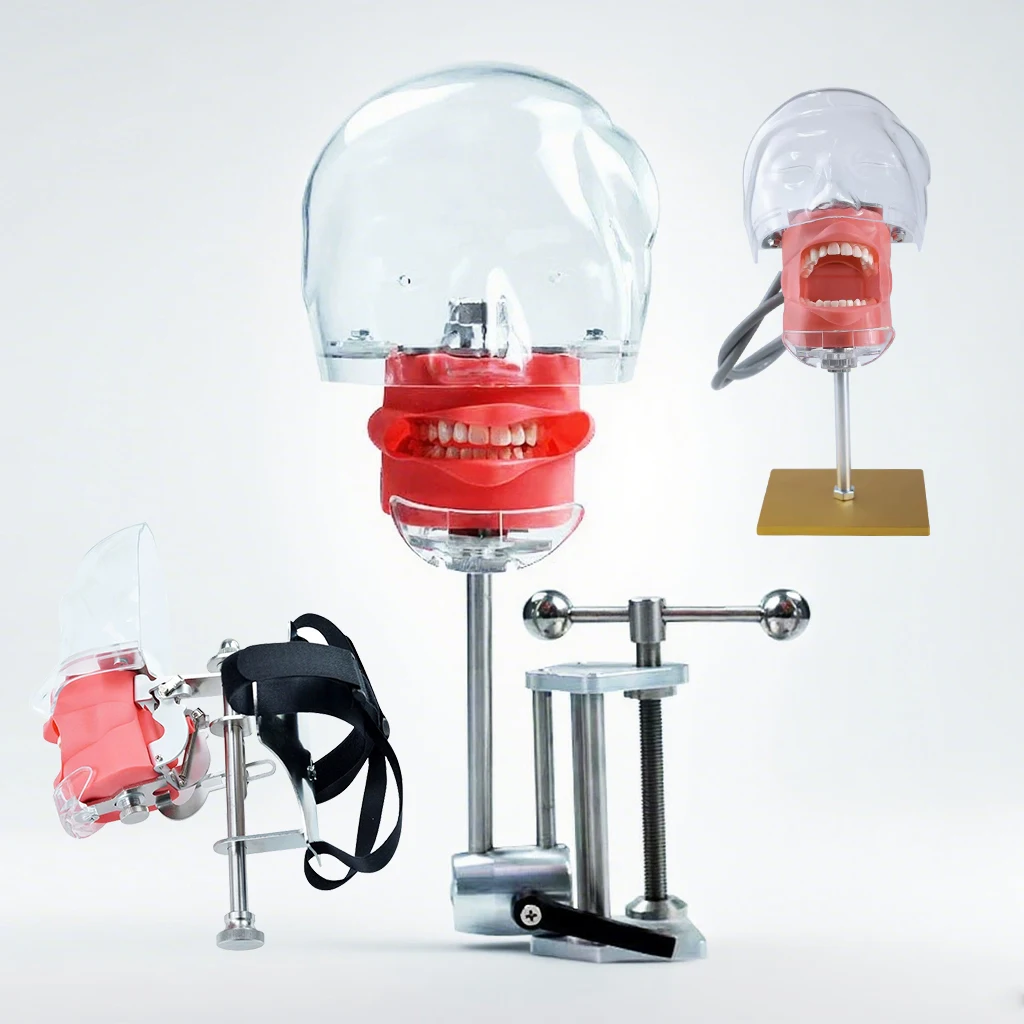 Economic Cheap Dentist Training Teaching with Jaw Head Model Dental Phantom Manikin Simulator Typodont