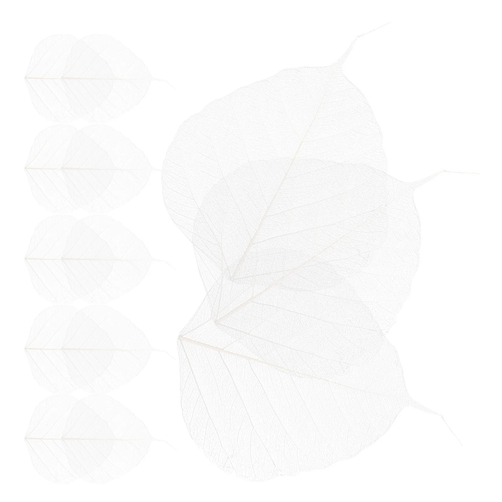 20pcs Leaf Diy Materials For Bookmark Craft Projects Tree Leaves Specimen Dried Leaves For Greeting Cards Scrapbook