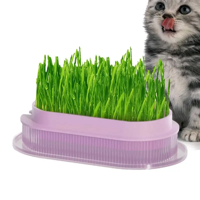 Cat Grass Plant Container Cat Grass Growing Planter Safe Hydroponic Cat Grass Planter Transparent Cat Grass Basin For Indoor