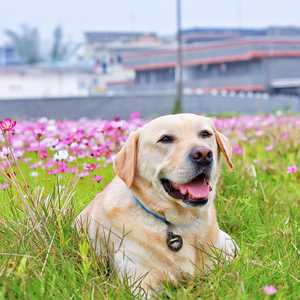 Étiquettes Nominatives Personnalisées pour Chien, Plaque Anti-Perte, Gravure Gratuite, Fournitures pour Animaux de Compagnie, Accessoires