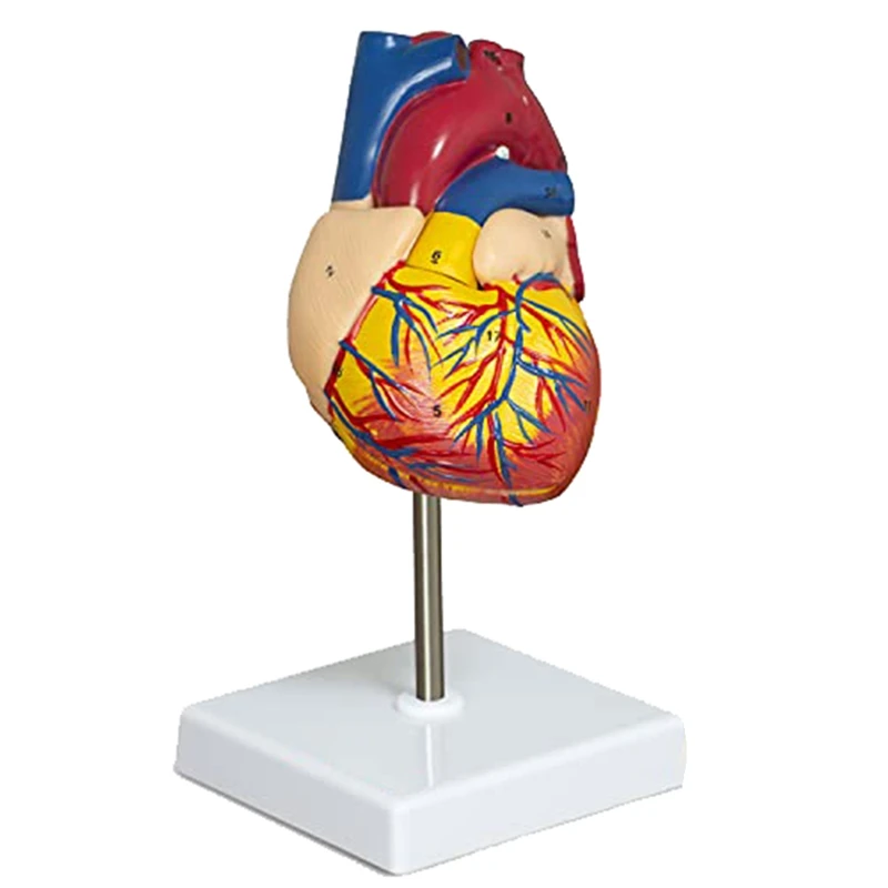 Plastic Heart Model 2-Part Deluxe Life-Size Human Heart Model Anatomy With 34 Anatomical Structures, Anatomical Heart