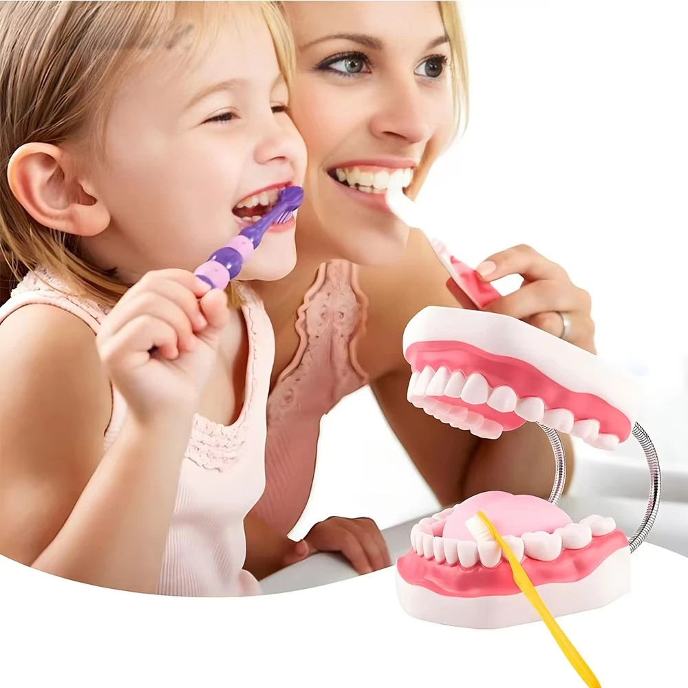 Mouth Model Metal Hinge for Speech Therapy, Ideal Brushing Teaching Dental Teeth Model for Kids and Children, 6 Times Enlarge