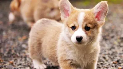 

Аккумулятор 48В 15000мАч, перезаряжаемый литий-ионный аккумуляторный блок 13S3P, подходит для электросамокатов 500Вт-700Вт