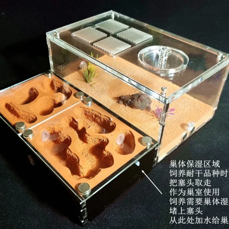 Ecological Student Ant Nest Village Pet Live Queen Ant Box