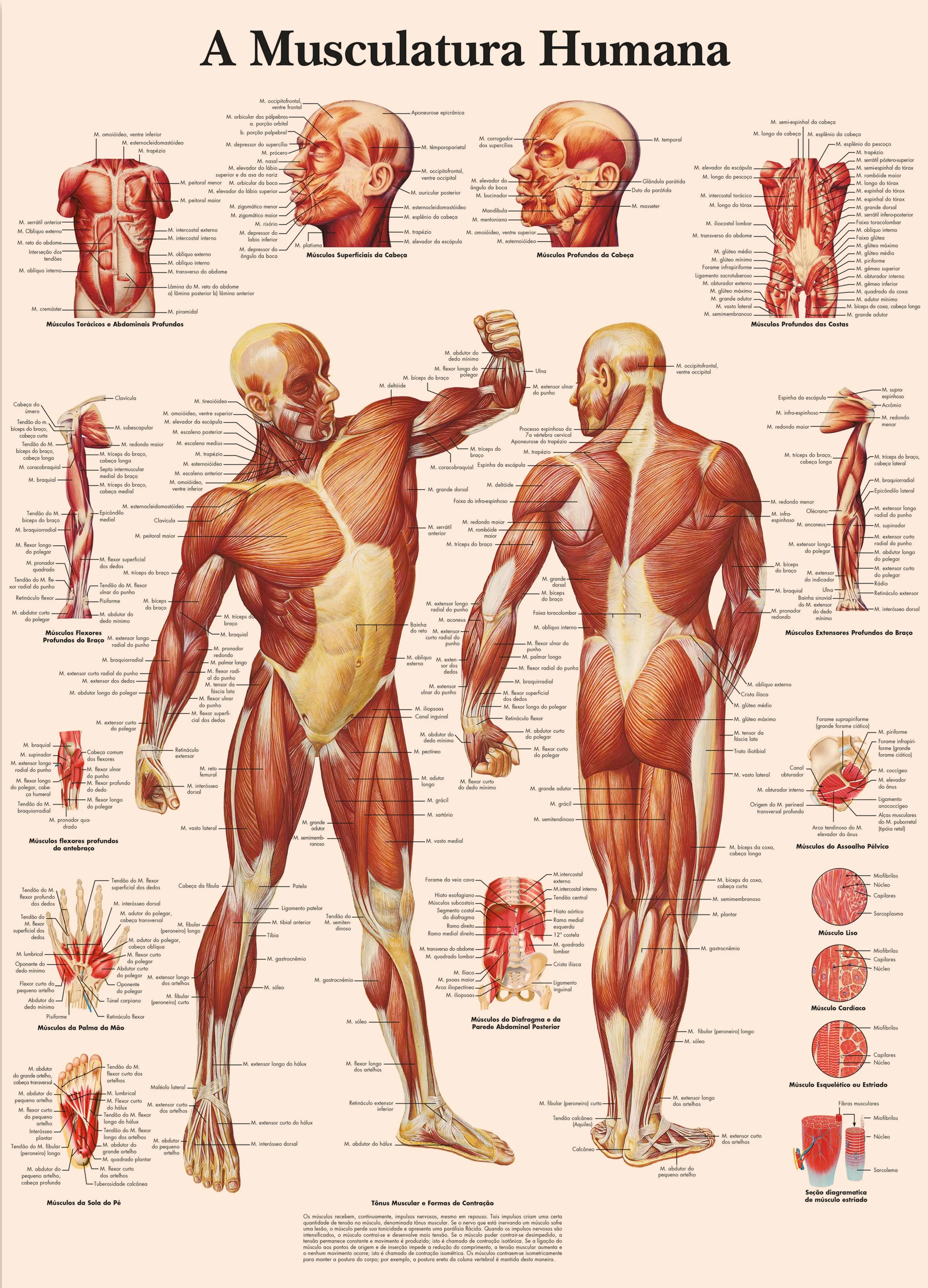 Human Musculature, Brain, Knee Joinrt, Foot Joints, Hand Wrist, Skull Posters Prints (Portuguese) Human Anatomy Wall Art Sticker view 5