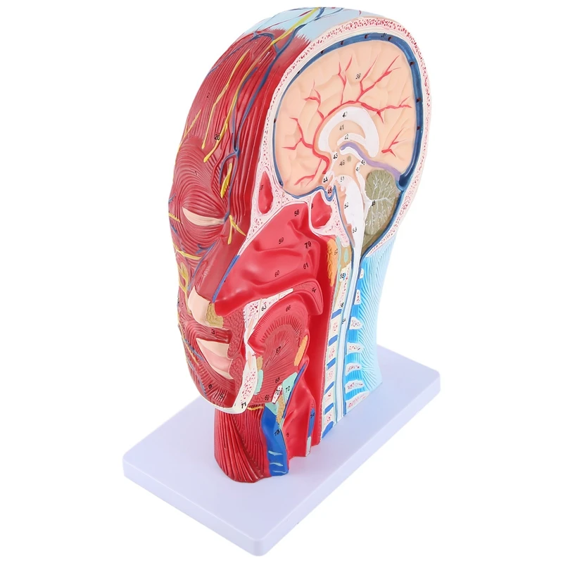 Head Midsagittal Plane Teaching Model Parotid Gland Cervical Spine Head And Neck Anatomy Otolaryngology Model Durable