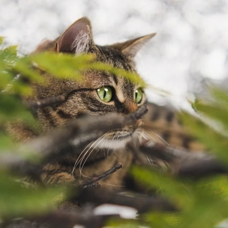 

For 1/10 3s BIG ROCK V3 CVD Kit Red/Blue/Black RC Model Car Parts 45# Hardened Steel Head Front&Rear Universal CVD