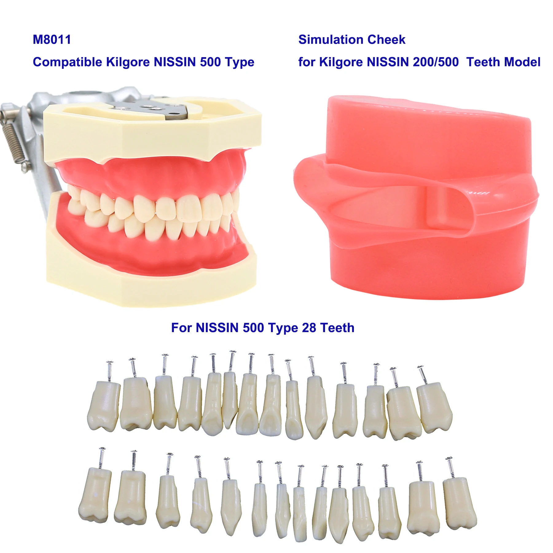 Dental Typodont Teeth Model Screw-in Replacement Teeth fit NISSIN 500 Type 28 Pcs Tooth For Dentistry Preparation Training Teach