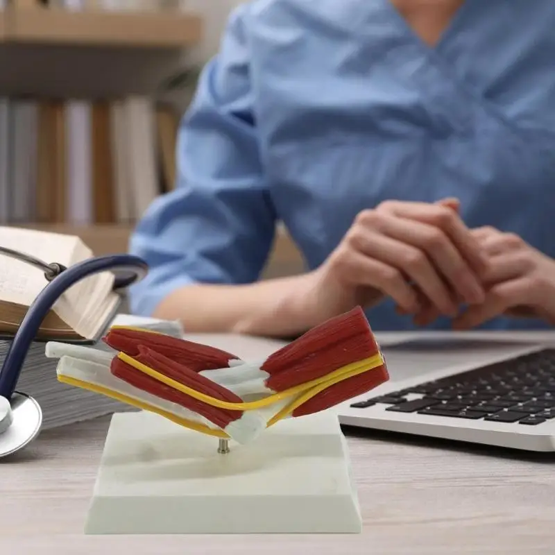 

R6FF Anatomical Elbow Joint and Muscle Nerves Structure Model Right Elbow Joint Anatomy Model for Training Educational Use