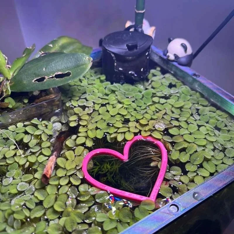 Heart Shape Floating Fish Feeding Ring Aquarium Plant Isolation Frame Fish Tank Decor Accessory