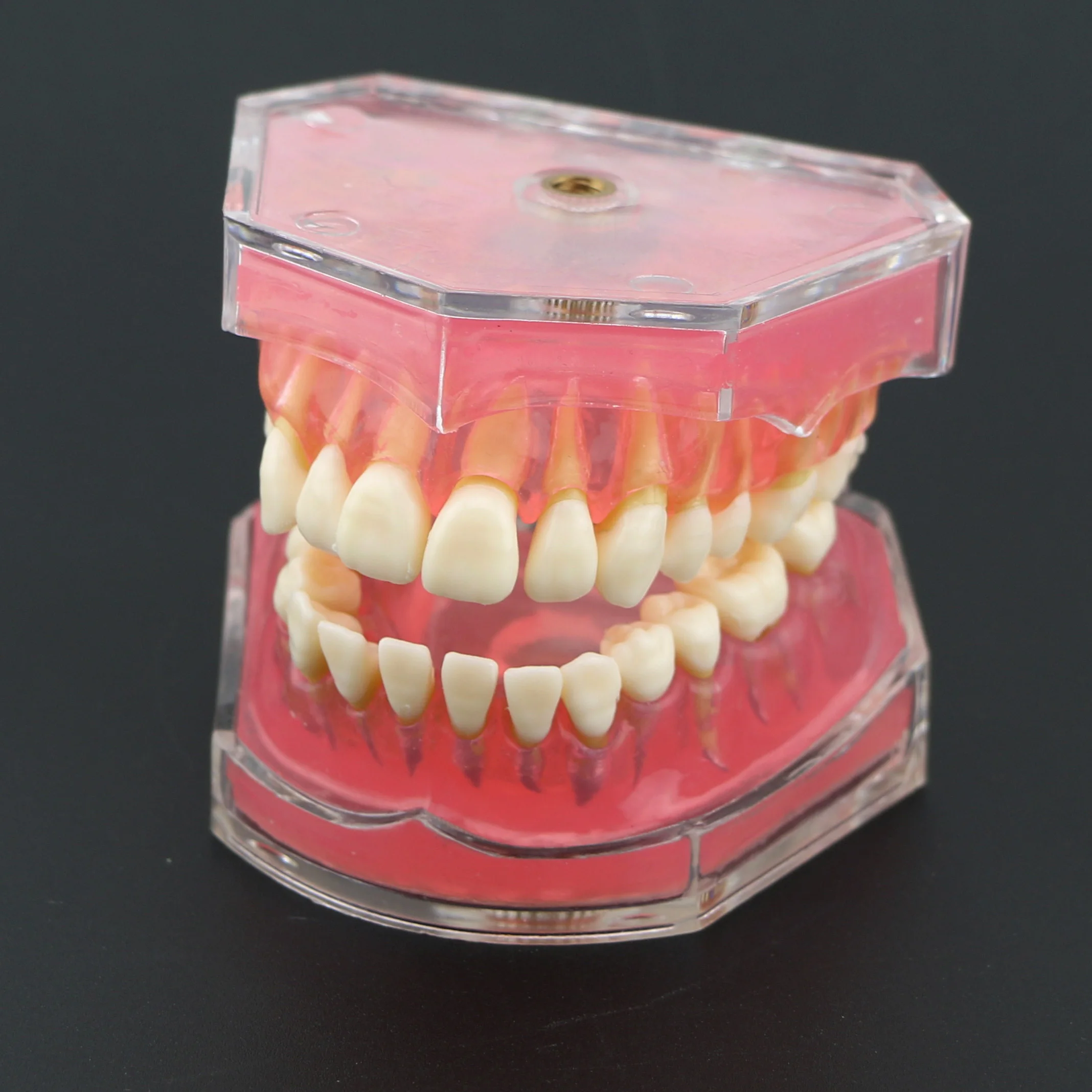 Dental Removable Teeth Model Soft Gingiva Full Mouth Detachable Resin Teeth Oral Teaching Practice Model