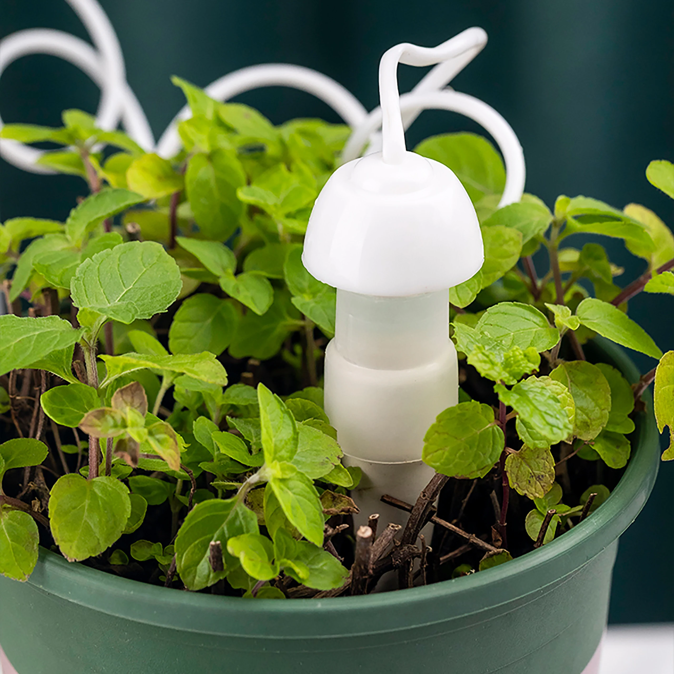 Plants Self-Watering Waterer Automatic Drip Irrigation Root Water Dripper  Garden Flower Succulent Bonsai Potted Watering Device - AliExpress 15