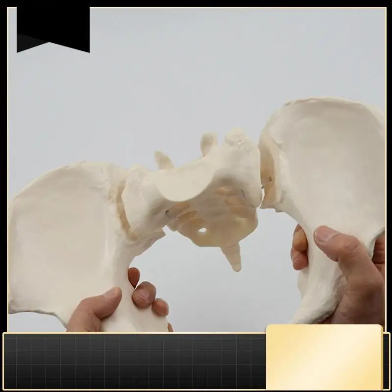 

1 Piece 1:1 Female Pelvis Model Life Size Female Pelvic Skeleton Model Anatomy Model For Science Education