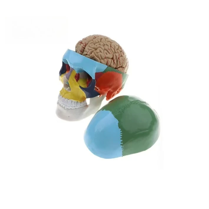Teaching Skeleton Model Human Head Anatomy 9 Parts PVC Color Brainstem Separation Medical Science