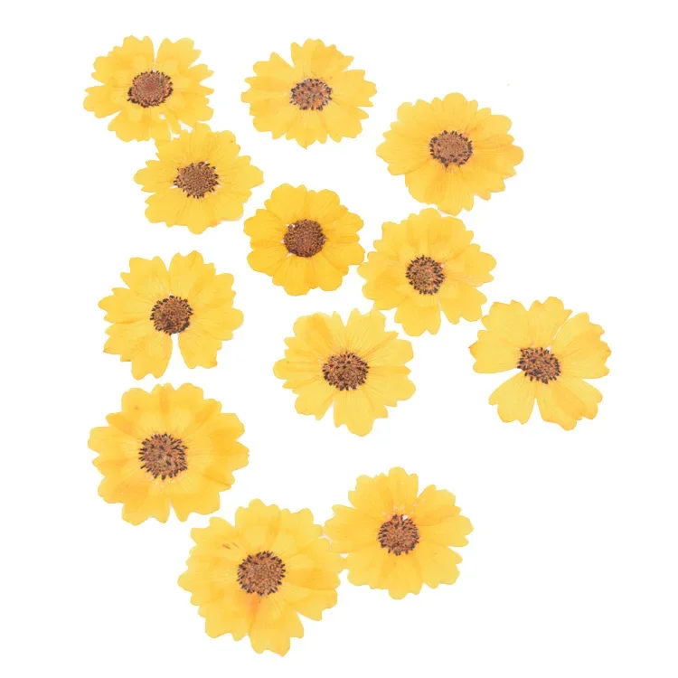 24pcs/2-3.5cm,Nature Daisy Pressed Chrysanthemum Flower head,Nail Art Decoration Flora Gel Manicure Stickers DIY Bookmark Gift