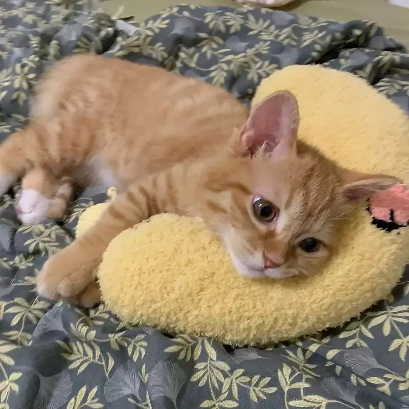 

Little Pillow U-Shaped Neck Protector Deep Sleep for Puppy Kitten Pillow Dog Cat Headrest Sleeping Pillow Pet Supplies
