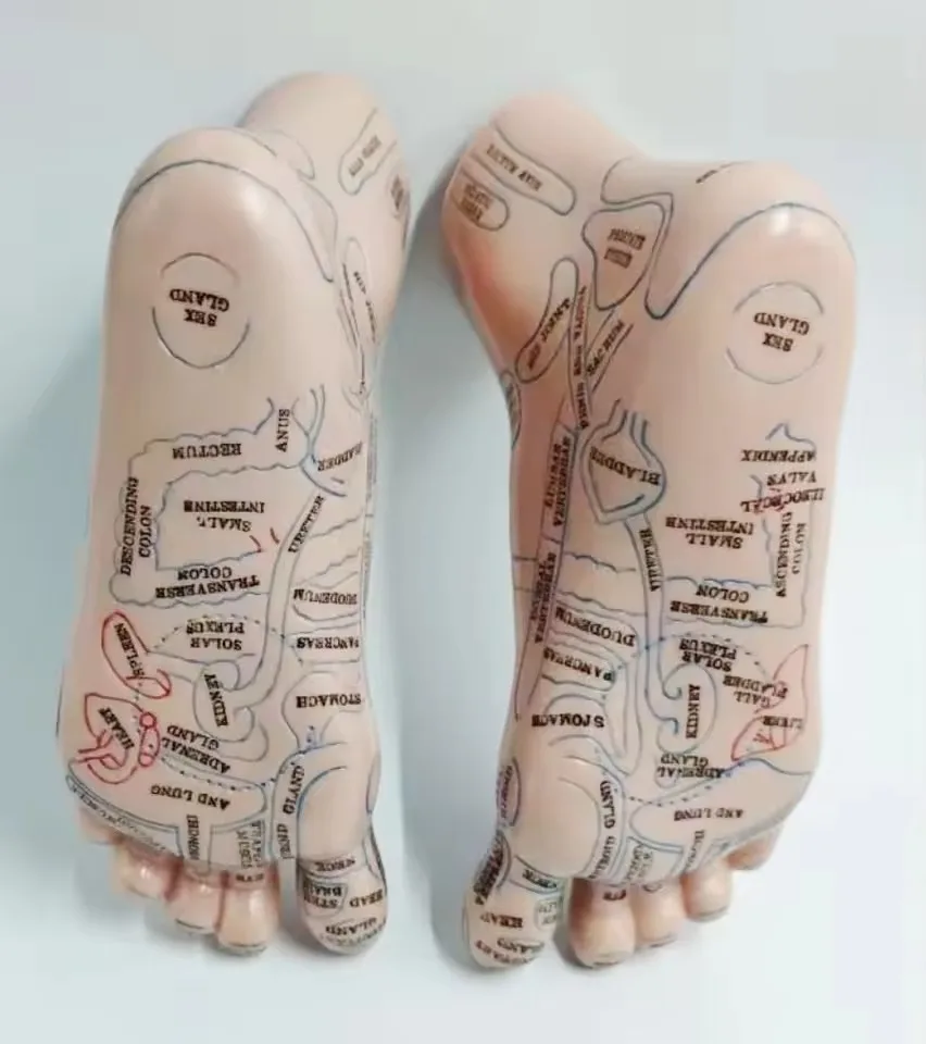 20Cm Foot Reflex Zone Model, Foot Massage Model. English Language 2pcs = 1 Pair