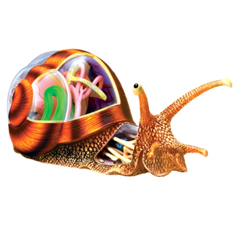 

Puzzle Assembling Toy Educational Assembly Toy Teaching Toy Simulation Animal Biological Snail Organ Anatomy Teaching Model