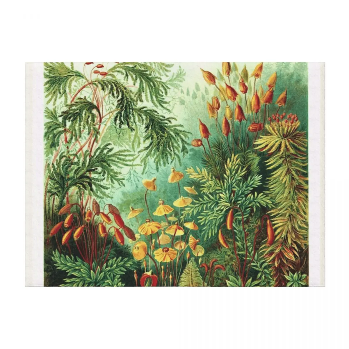 

Ernst Haeckel - Muscinae (mosses) - Vintage Botanical illustration Throw Blanket Kid'S Luxury St Luxury Throw Blankets