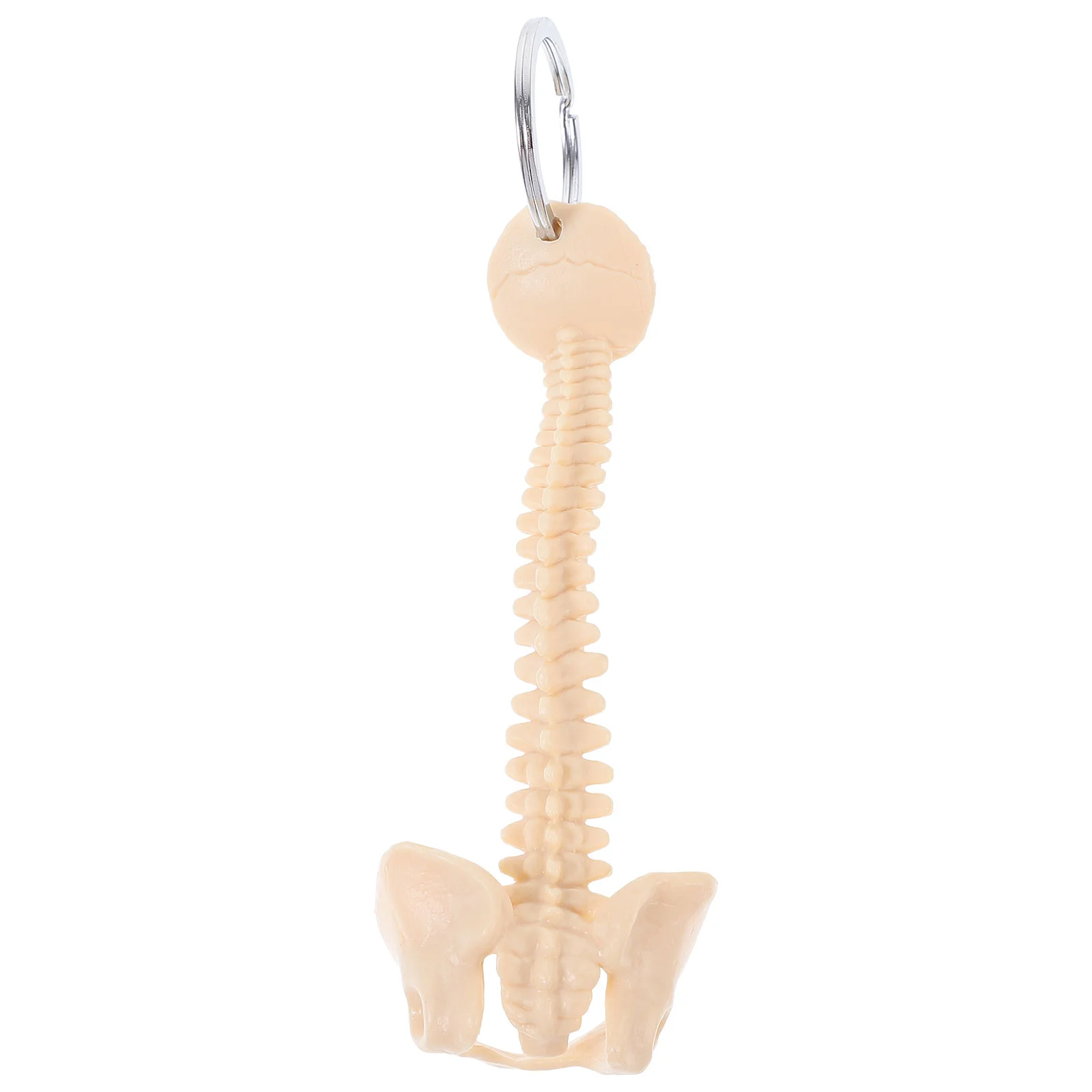 

Human Spine Model Teaching Plastic Pendant Keychain Ring Practical Pvc Car Ornament