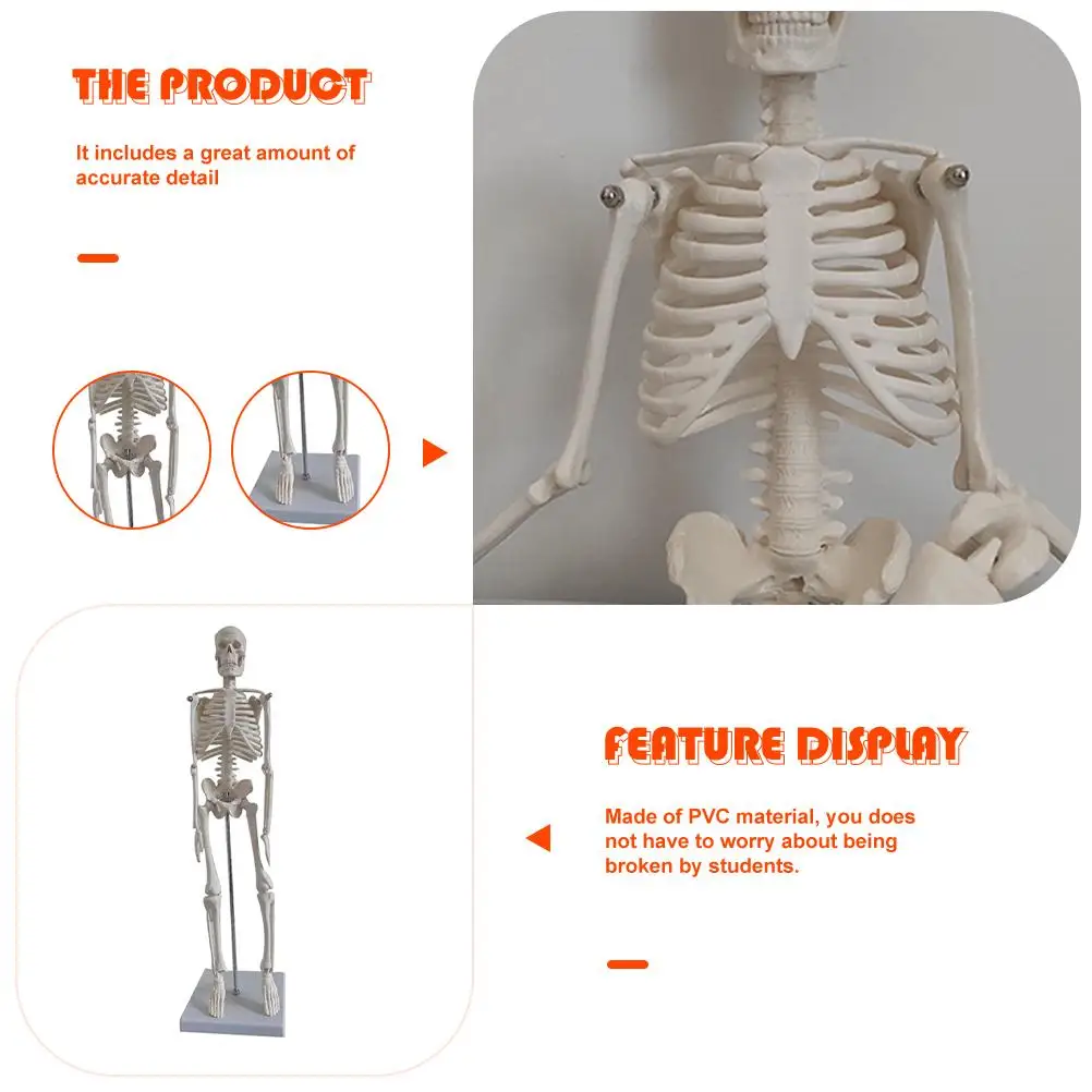 Medical Anatomical Skeleton Human Skeleton Model Scientific Model for Anatomy