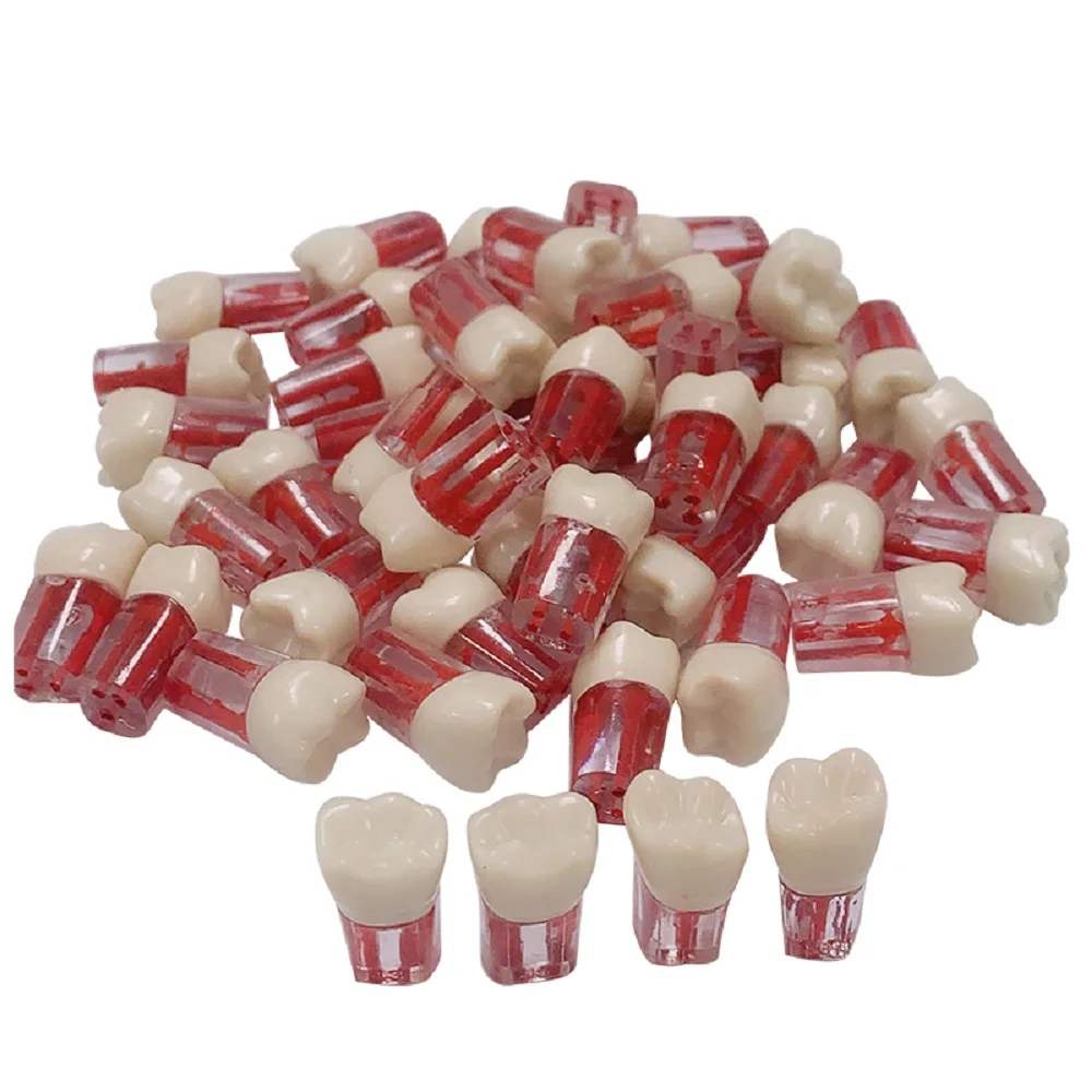 Dental Tooth Model Root Canal Block RCT Practice Teeth Pulp Cavity Resin Teeth Study Endo Training Model Dentistry Product