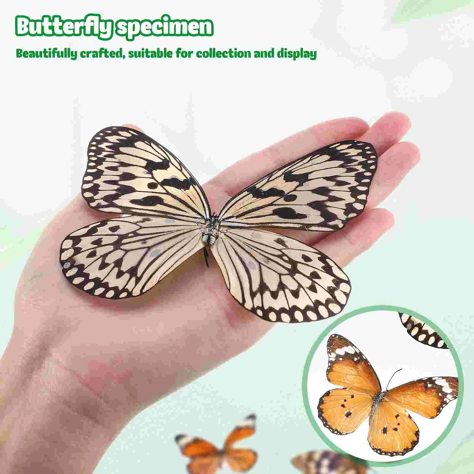 6 Pcs Butterfly Specimen Home Decor Display Ornament Wall Decorations for Living Room Real Butterflies