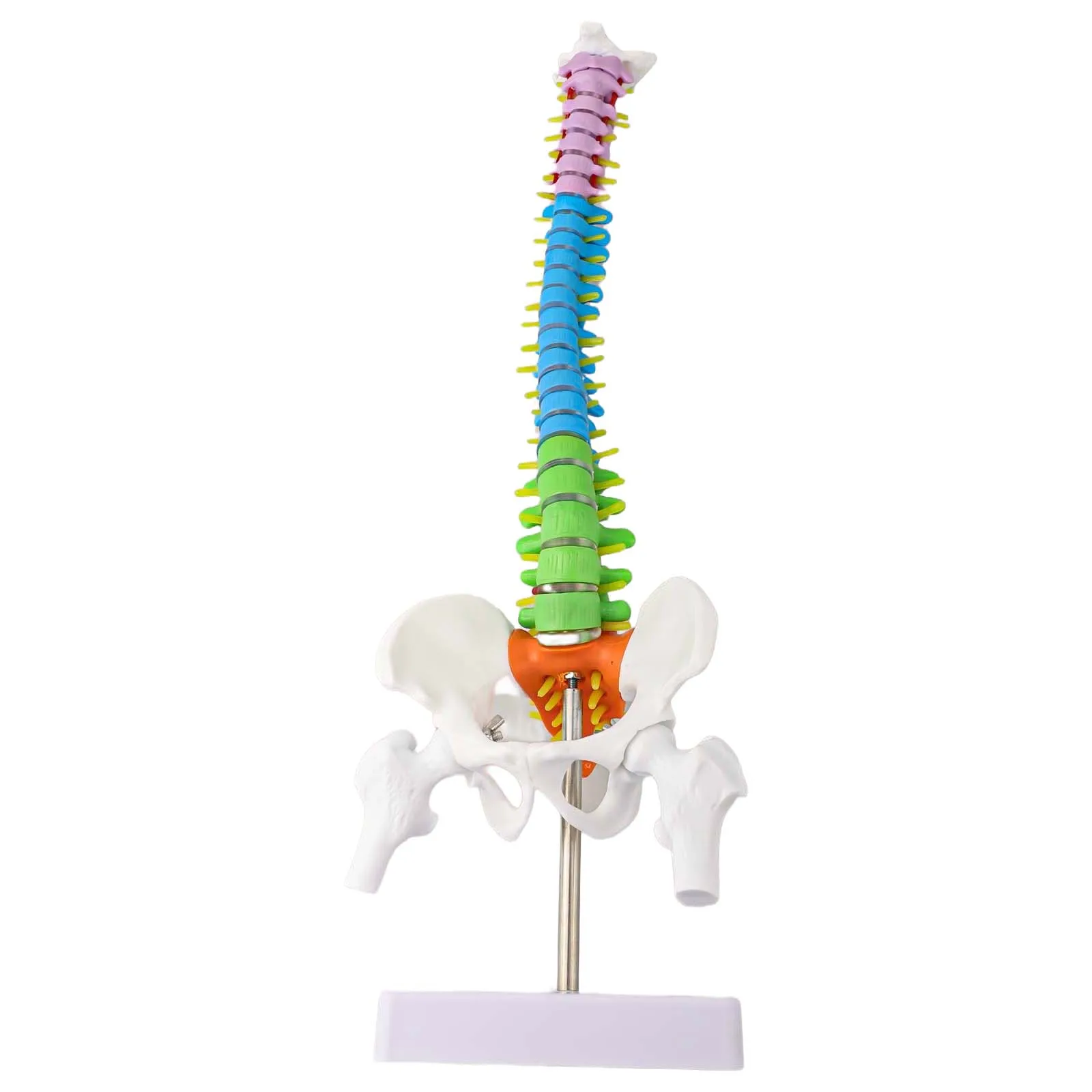 45CM Color Coded Human Model With Stand For Anatomy Teaching Education PVC Vertebral Column Demonstration Tool