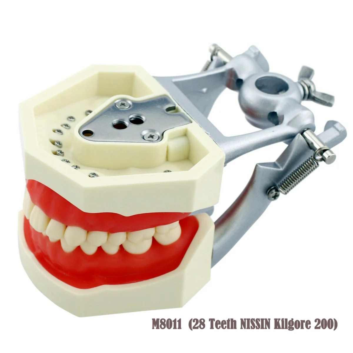 Dental Mounting Pole -For Kilgore, Columbia, Nissin, etc. Typodonts / Dentoforms