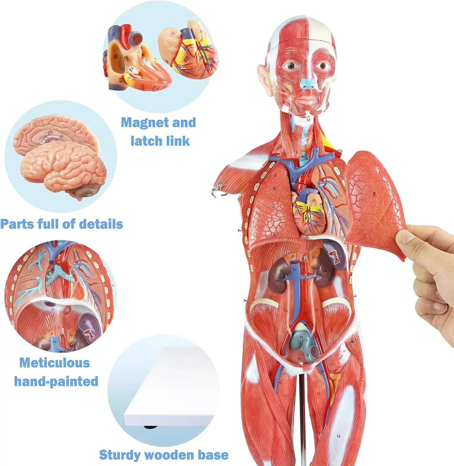 

85cm Muscular Figure Internal Organ Human Muscular Anatomy Medical Educational Train Tools Human Muscle Organ Model 27 Parts