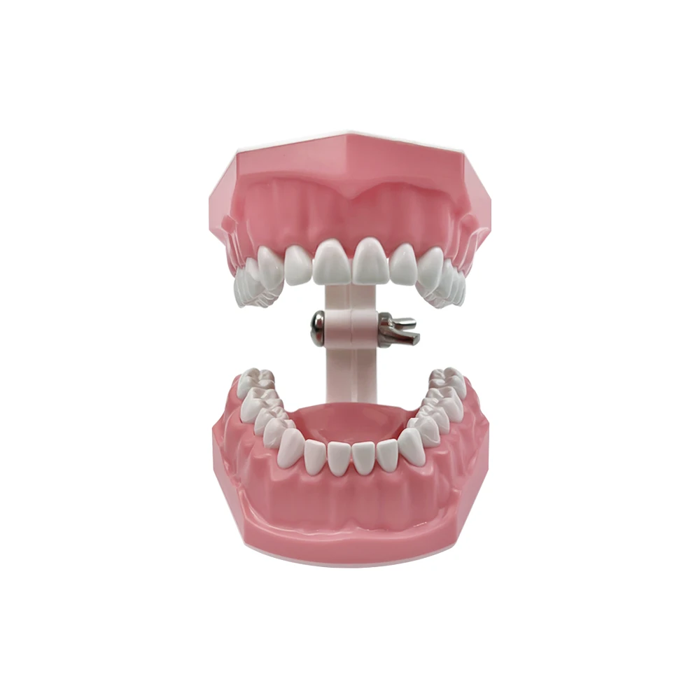 1pc Dental Teeth Oral Care Teaching Demonstration Model  Brushing Flossing Practice Typodonts Models Student Education Tool