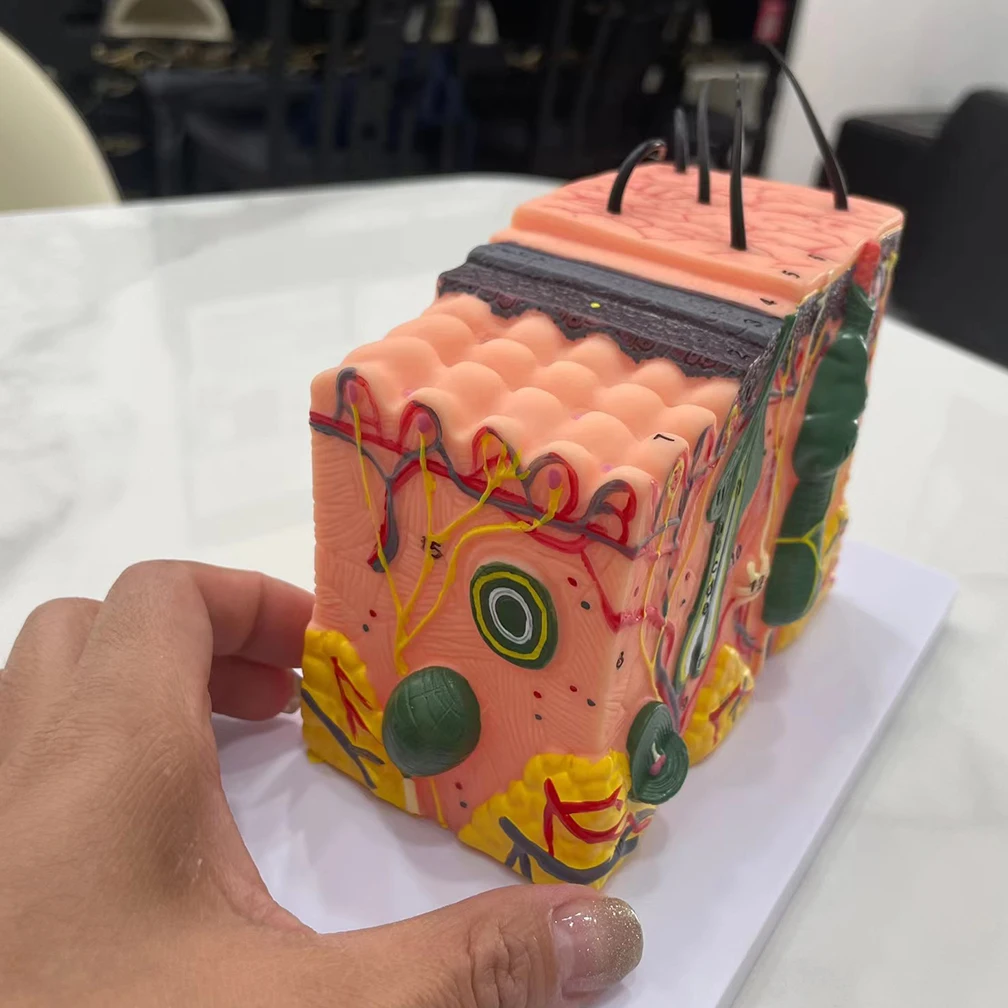 35X 50X Anatomical Human Skin Structure Anatomical Model for Science Classroom Study Display Education Model