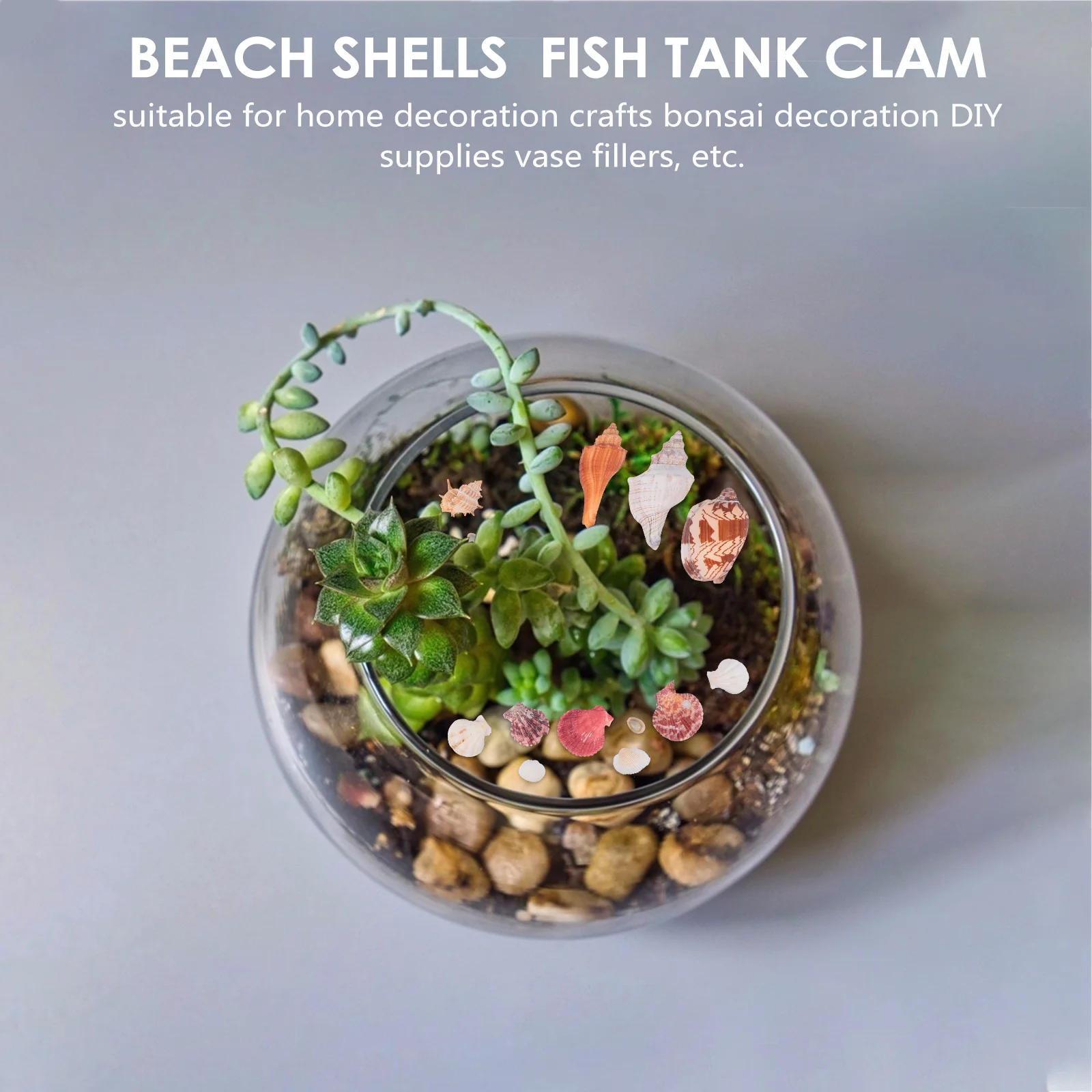 

1Set Colorful Seashells Beach Scallop Conch Fish Tank Decor Aquarium Vase Filler Under The Sea Theme Party Beach Shells