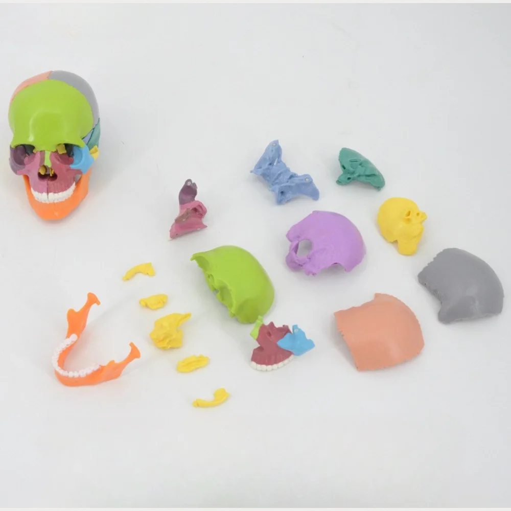 1/2 Life Size Skull Model Medical Science Detachable Color Head Skull Anatomy Teaching AIDS Oral Simulation Medico Supplies Educ