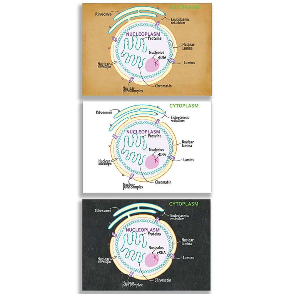 cytoplasm nuclear structure biology gift biology art science poster educational poster scientist gift
