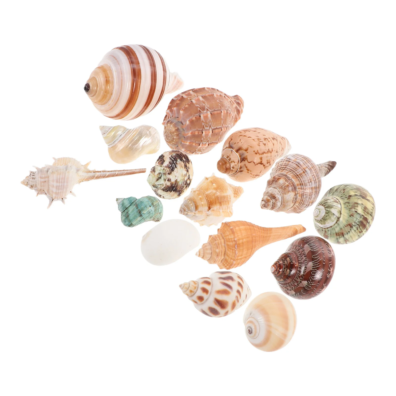 

15 Pcs Seashells Decorative Fish Tank Decorations Coastal Ornaments