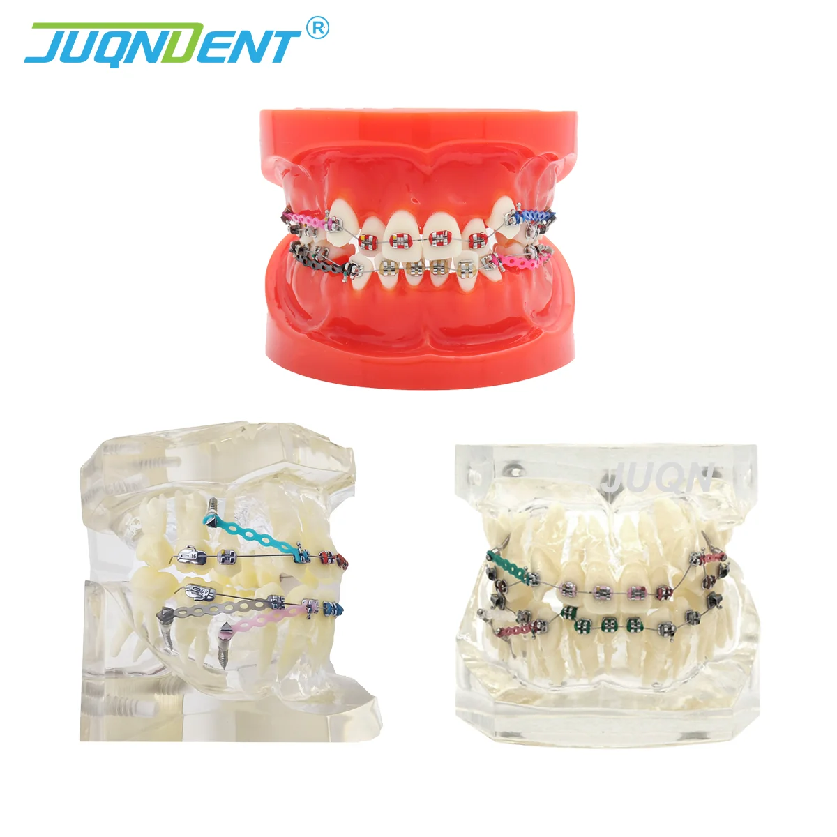 

Dental Teeth Model Dental Teaching Models Orthodontic Model For Training Studying Patient Education