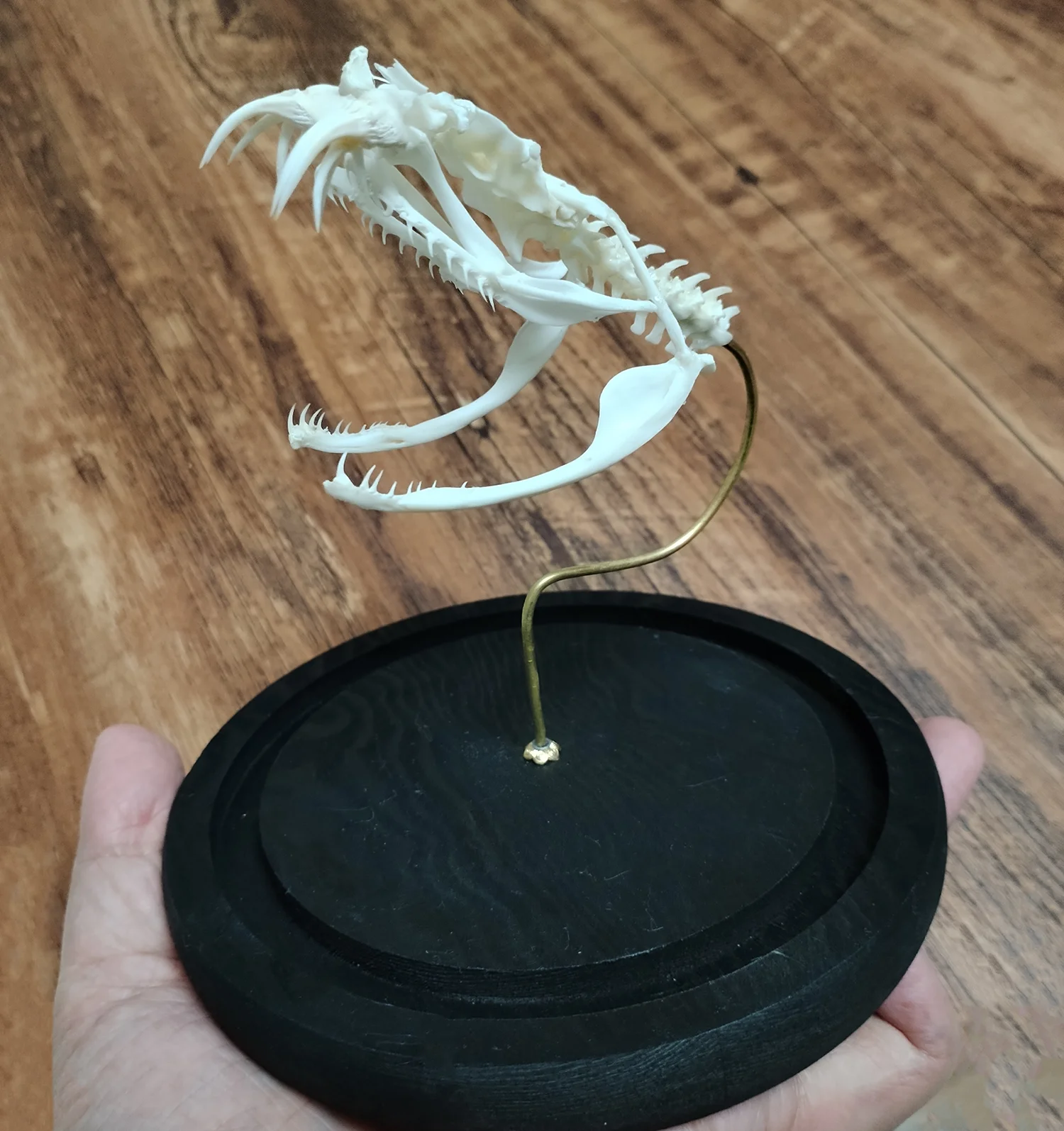 Crâne de serpent authentique avec vitrine, mocassin, os, spécimen de Reptile, squelette d'animal, taxidermie, éducation scientifique, cadeaux uniques
