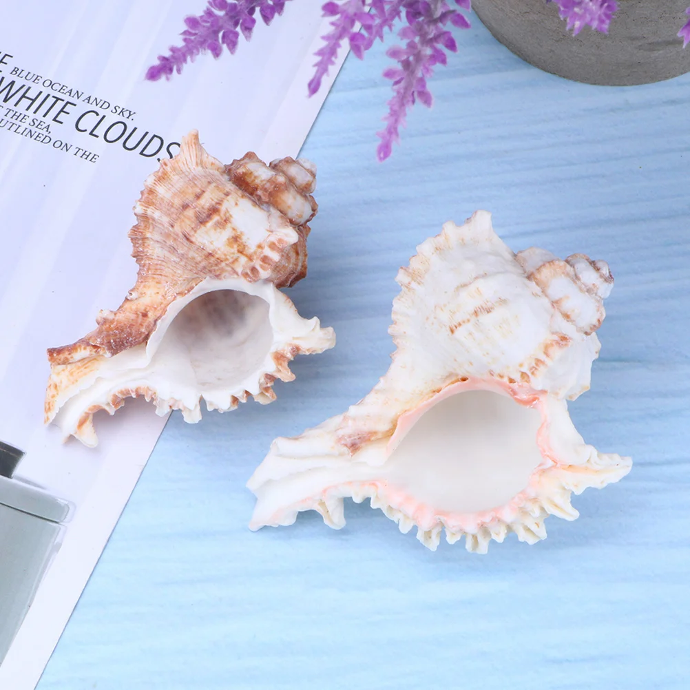 

5pcs 6-9Cm Natural Big Conch Shells Cleaned Sanded Polished Unique Home Decor For Aquarium Fish Tank Ornament Miniature